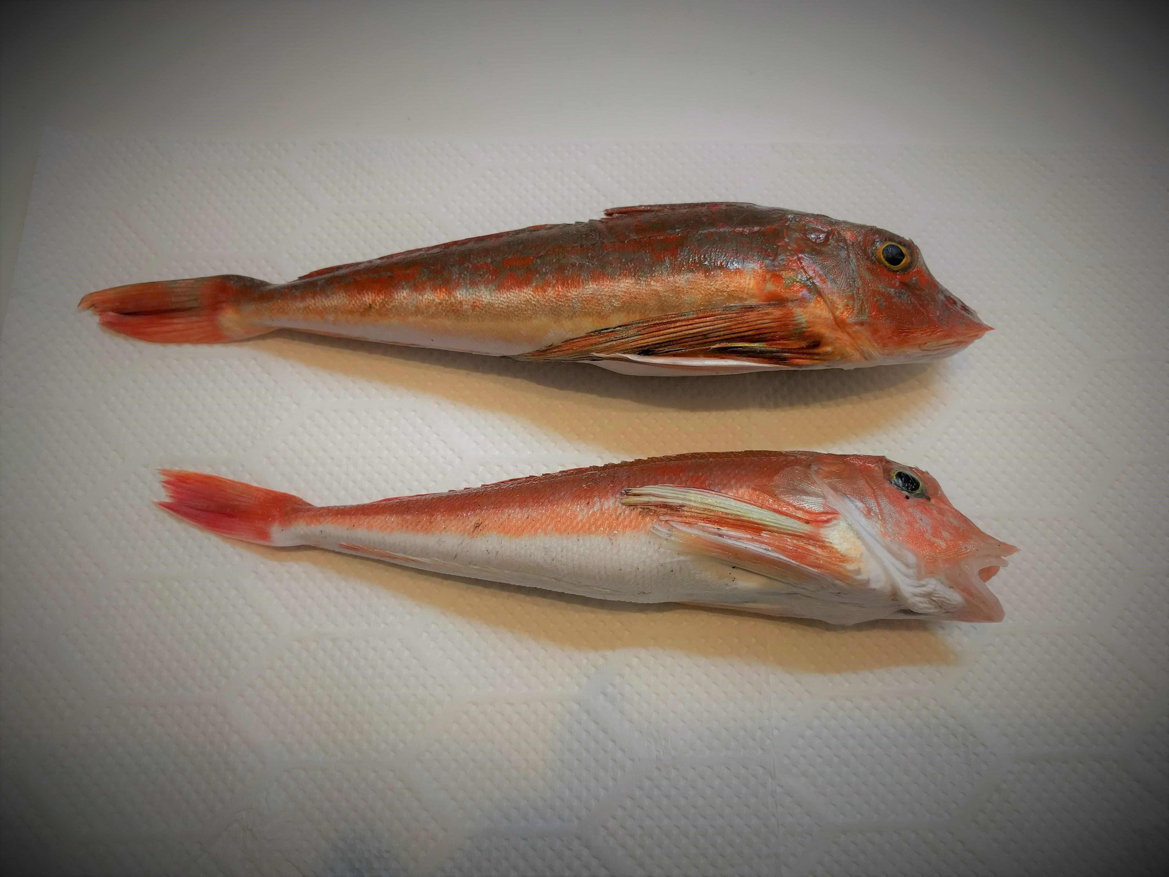 ホウボウ カナガシラの違いを徹底比較 似てる魚の食べ比べ 魚たべよ