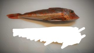 幻のカツオ ヒラソウダの刺身は美味しい ヒスタミン中毒には注意 魚たべよ