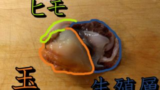平貝 旬 栄養素と捌き工程など 魚たべよ