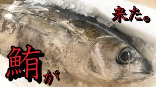 まるで爬虫類 ワニのような顔をした八角という魚 旬 栄養素 捌き方 魚たべよ