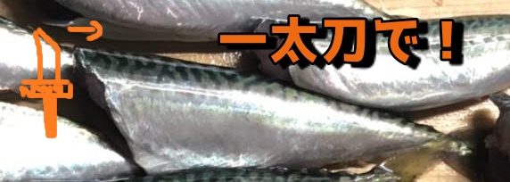 簡単 サビキで釣れた小鯖 サバ の美味しい食べ方 簡単しめ鯖 竜田揚げ 骨せんべい 魚たべよ