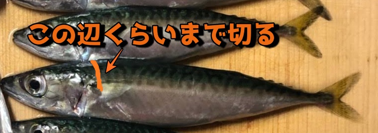 簡単 サビキで釣れた小鯖 サバ の美味しい食べ方 簡単しめ鯖 竜田揚げ 骨せんべい 魚たべよ
