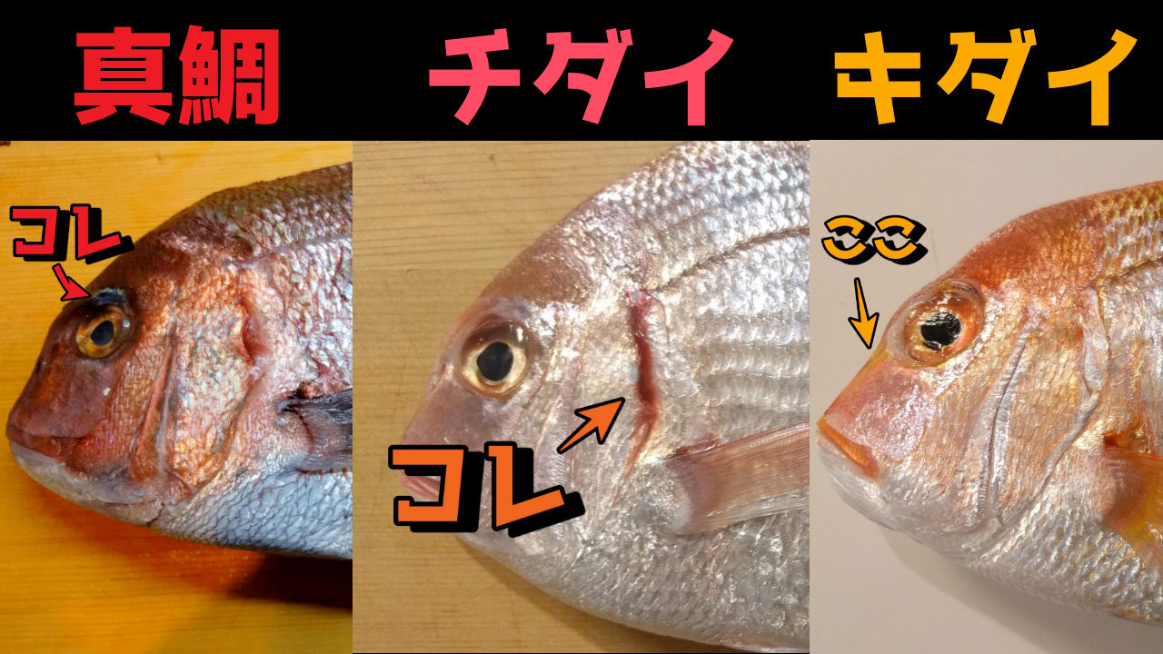似てるタイ 真鯛 血鯛 連子鯛の見分け方 旬 味 値段を徹底比較 魚たべよ
