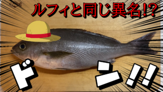 幻のカツオ ヒラソウダの刺身は美味しい ヒスタミン中毒には注意 魚たべよ