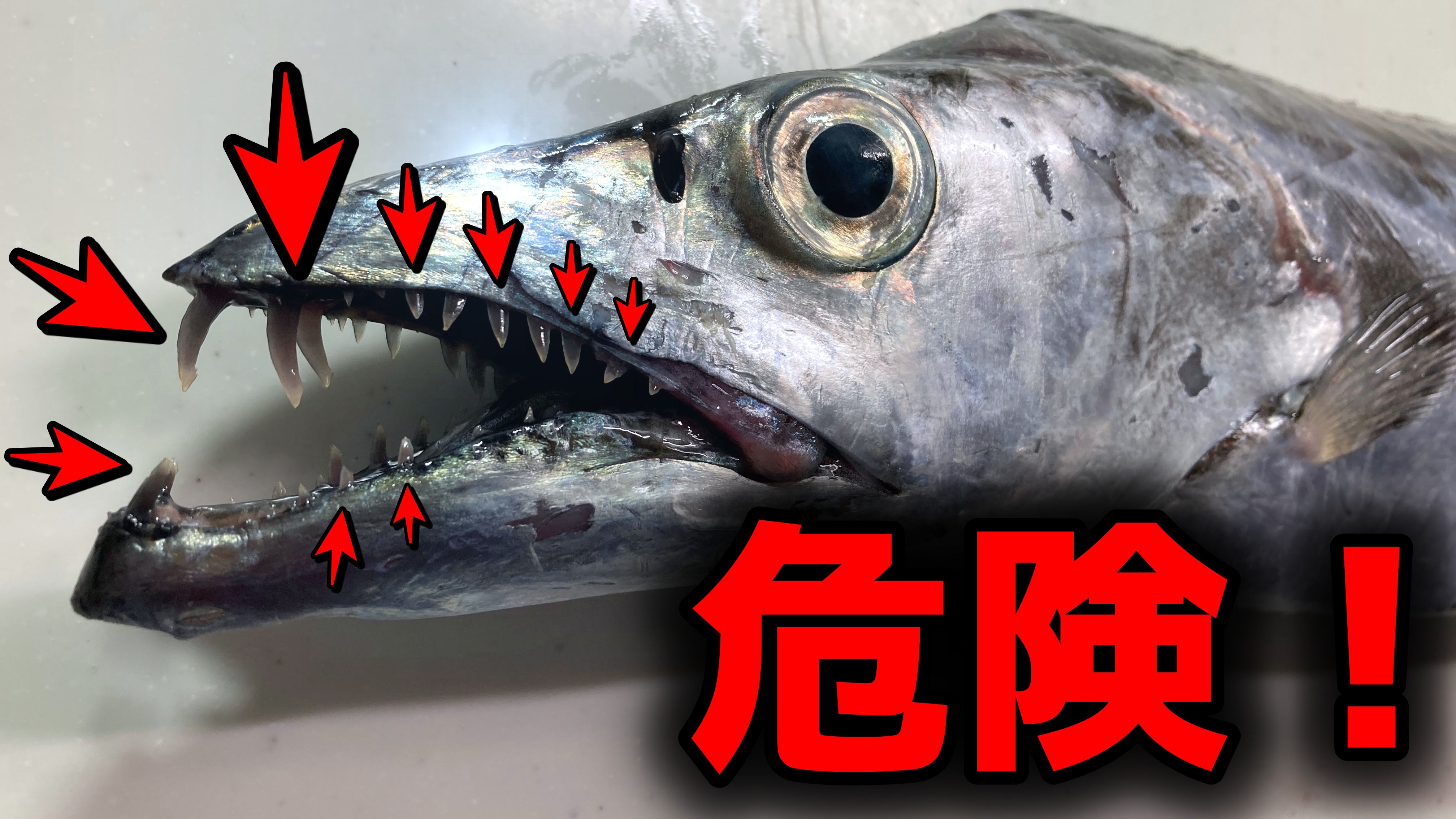 釣り初心者 東京湾の堤防でも釣れる 太刀魚 タチウオ という魚の全て 釣ってから料理まで 魚たべよ